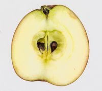 Karen Hanses æble 1